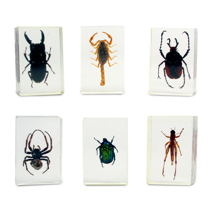 GEOWorld - The Nature Collections - Scorpions, Spiders & Bugs Set #1