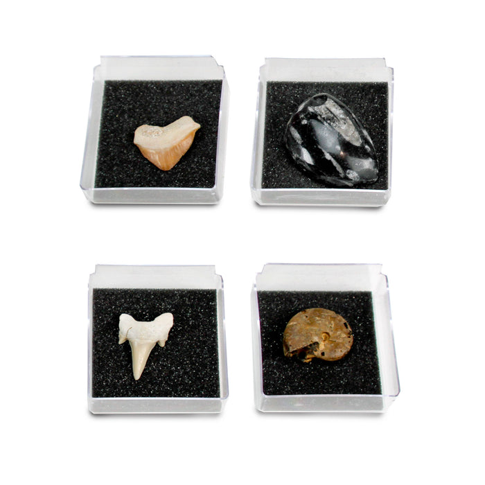 GEOWorld - The Nature Collections - Fossils Set #1