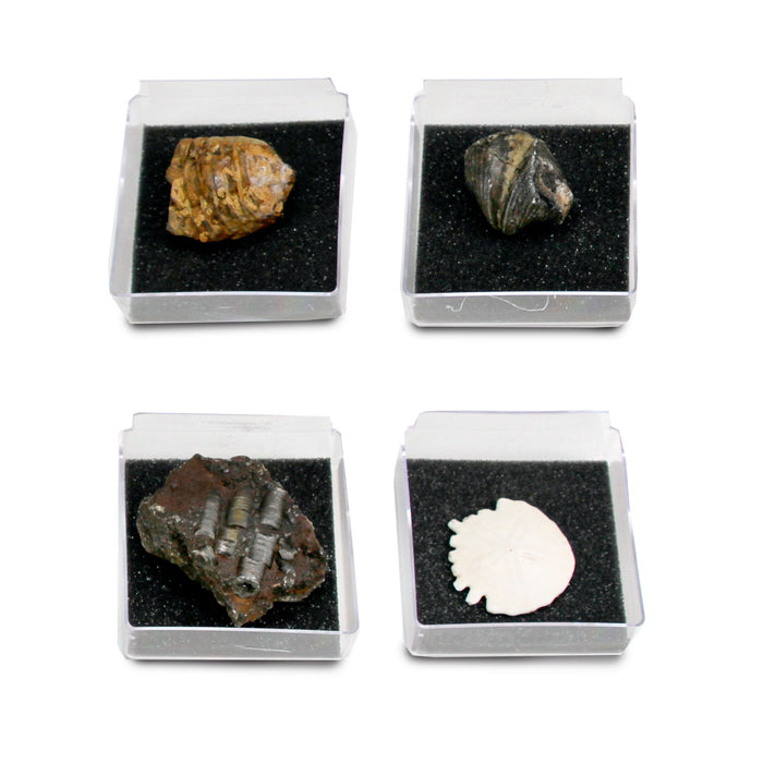 GEOWorld - The Nature Collections - Fossils Set #1