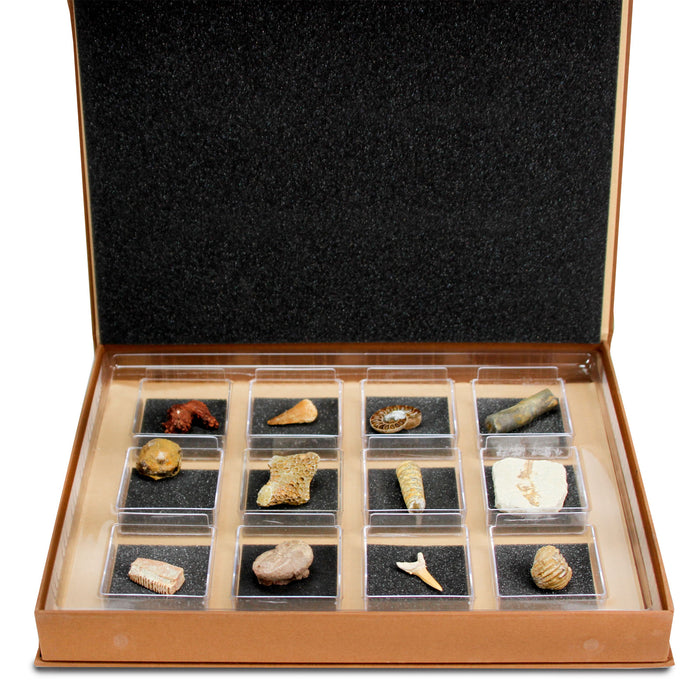 GEOWorld - The Nature Collections - Fossils Set #2