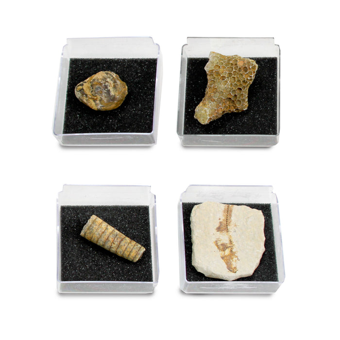 GEOWorld - The Nature Collections - Fossils Set #2