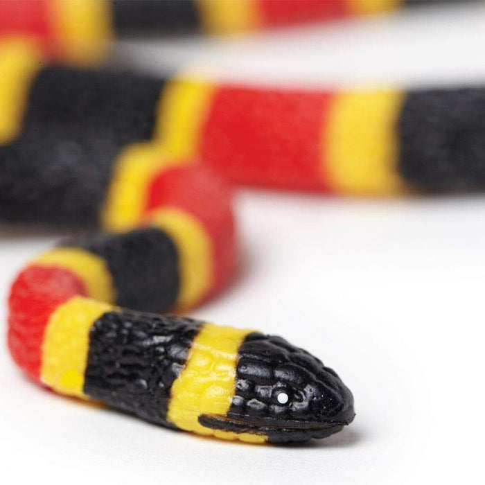 Coral Snake Baby