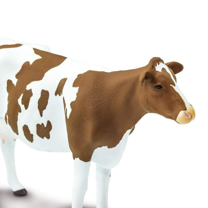 Ayrshire Cow