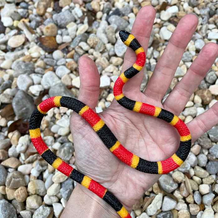 Coral Snake Baby