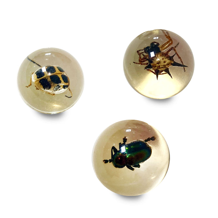 Safari Ltd Geoworld Bug Marbles - Real Bug Specimens in Marbles