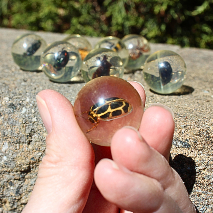 Safari Ltd Geoworld Bug Marbles - Real Bug Specimens in Marbles