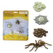 Life Cycle of a Spider | Montessori Toys | Safari Ltd.