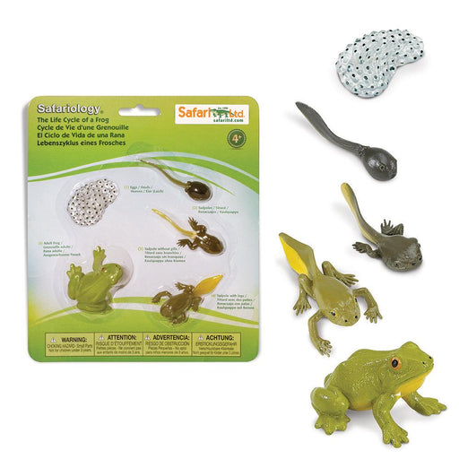 Life Cycle of a Frog | Montessori Toys | Safari Ltd.