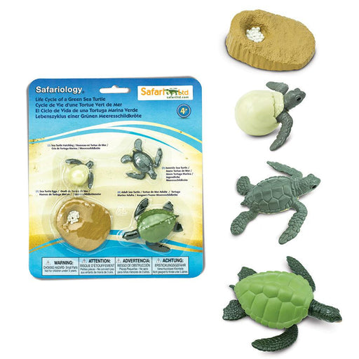 Life Cycle of a Green Sea Turtle | Montessori Toys | Safari Ltd.