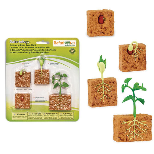 Life Cycle of a Green Bean Plant | Montessori Toys | Safari Ltd.