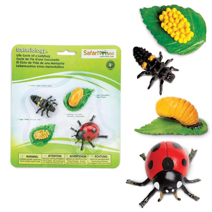 Life Cycle of a Ladybug | Montessori Toys | Safari Ltd.