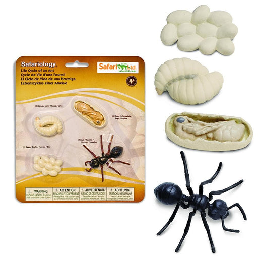 Life Cycle of an Ant | Montessori Toys | Safari Ltd.