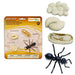 Life Cycle of an Ant | Montessori Toys | Safari Ltd.