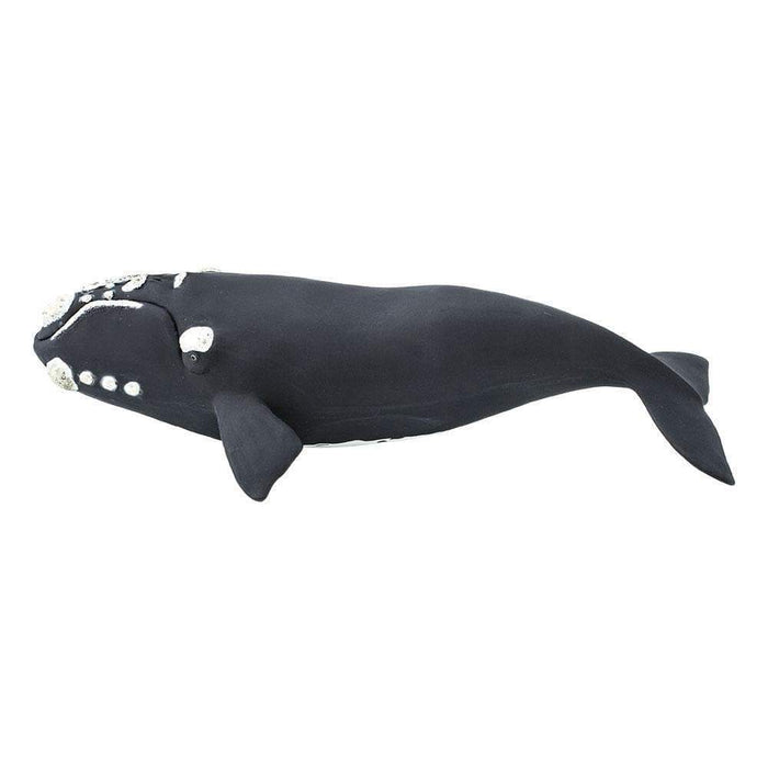Right Whale Toy - Sea Life Toys by Safari Ltd.